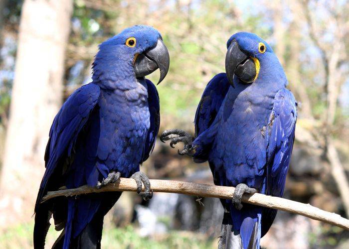Самые дорогие попугаи в мире топ 10 — фото и описание
