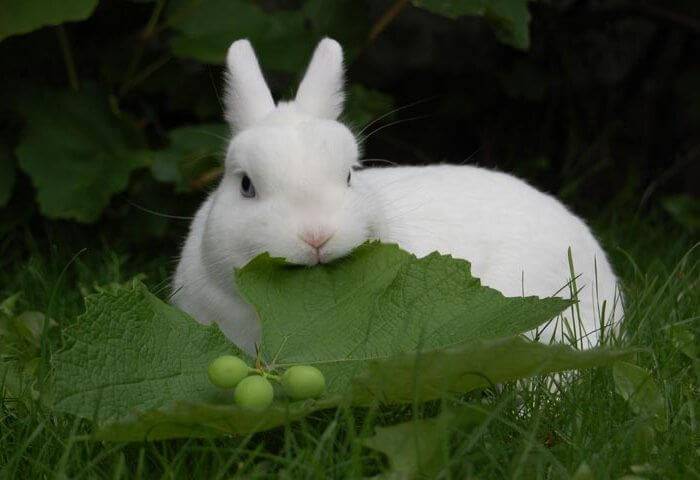 Кролики породы гермелин - описание, содержание и уход (+фото)