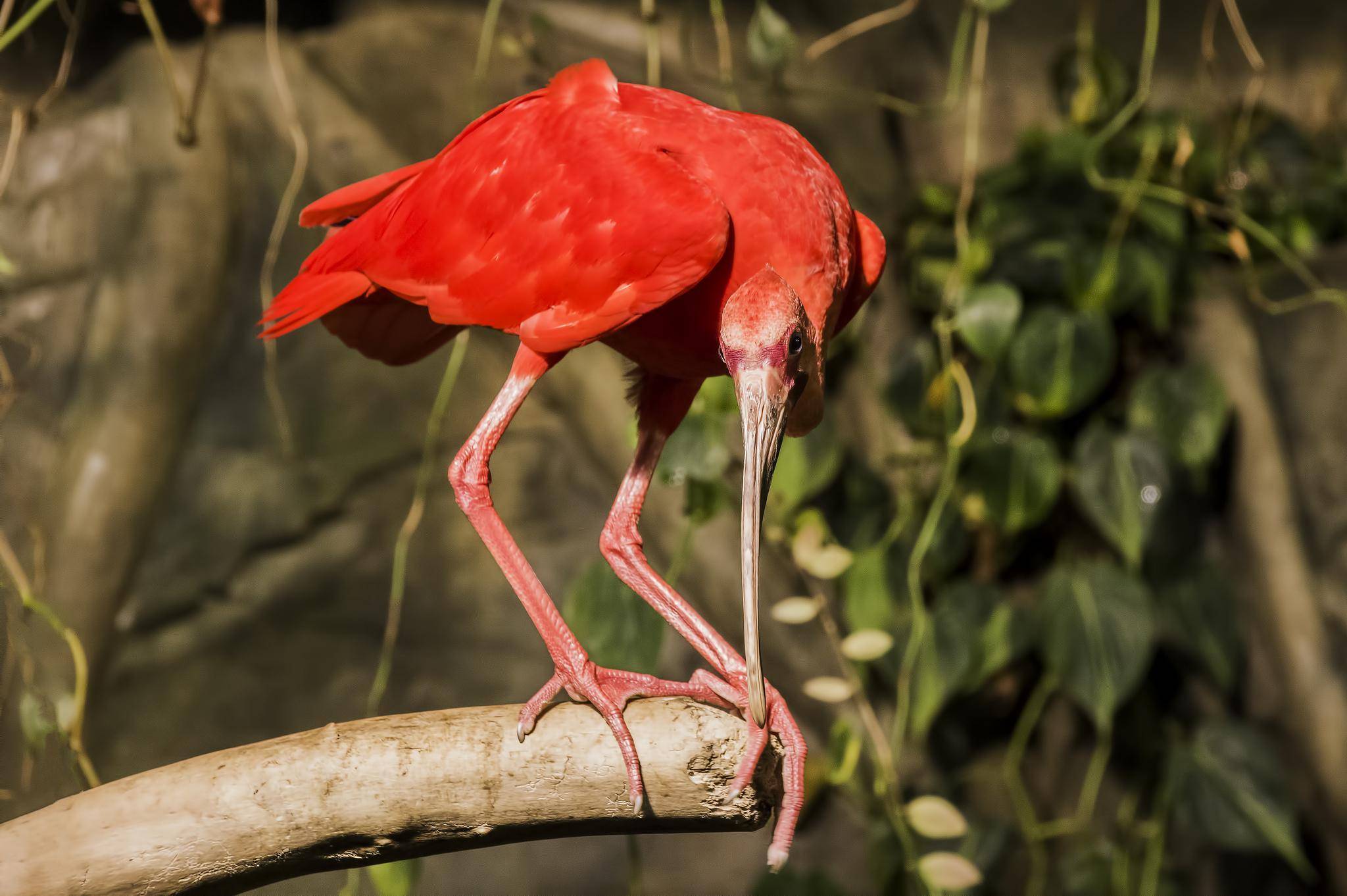 Фламинго птица. описание и образ жизни фламинго