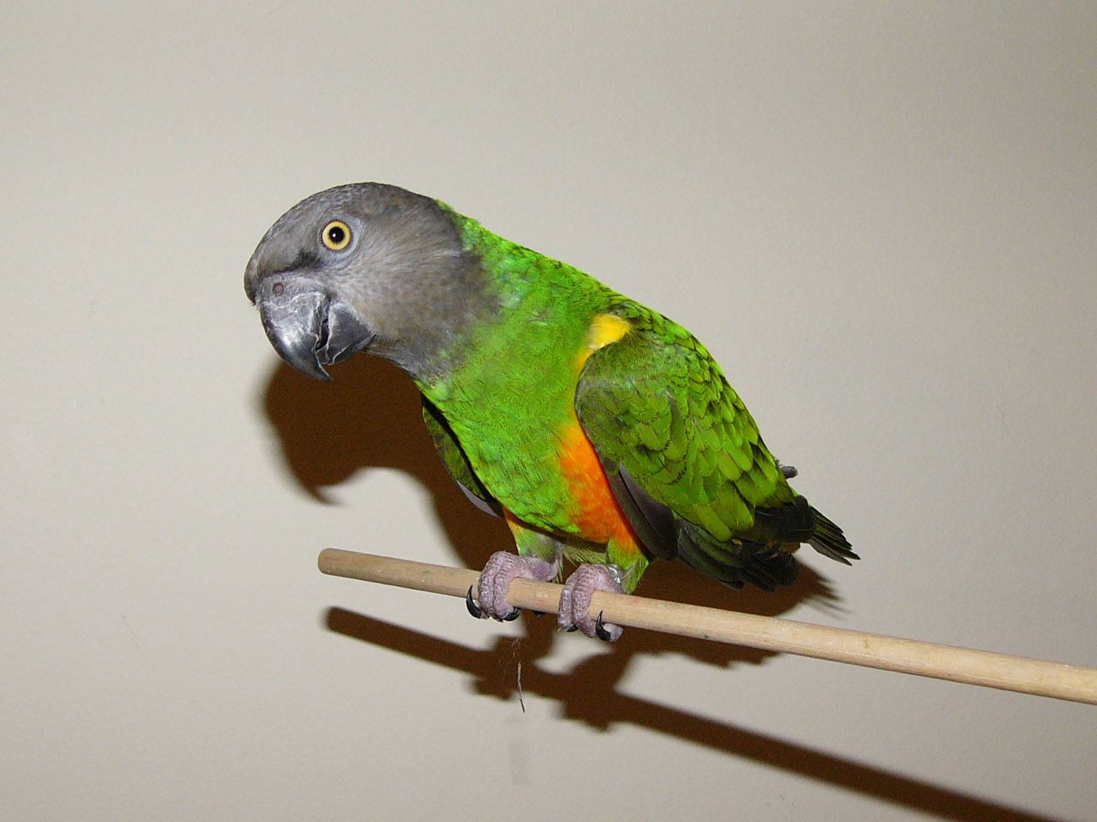 Сенегальский длиннокрылый попугай