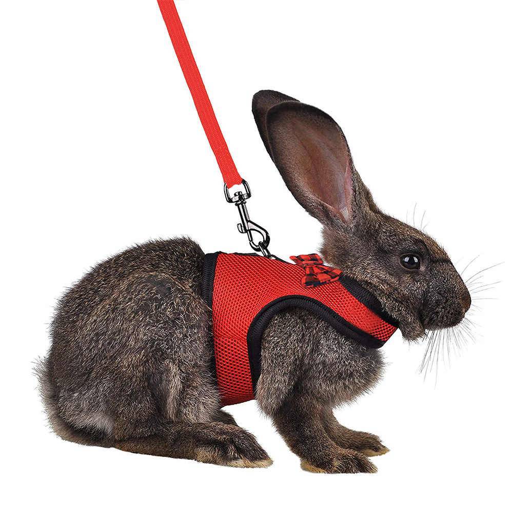 Шлейки для декоративных кроликов - как правильно выбрать и приучить