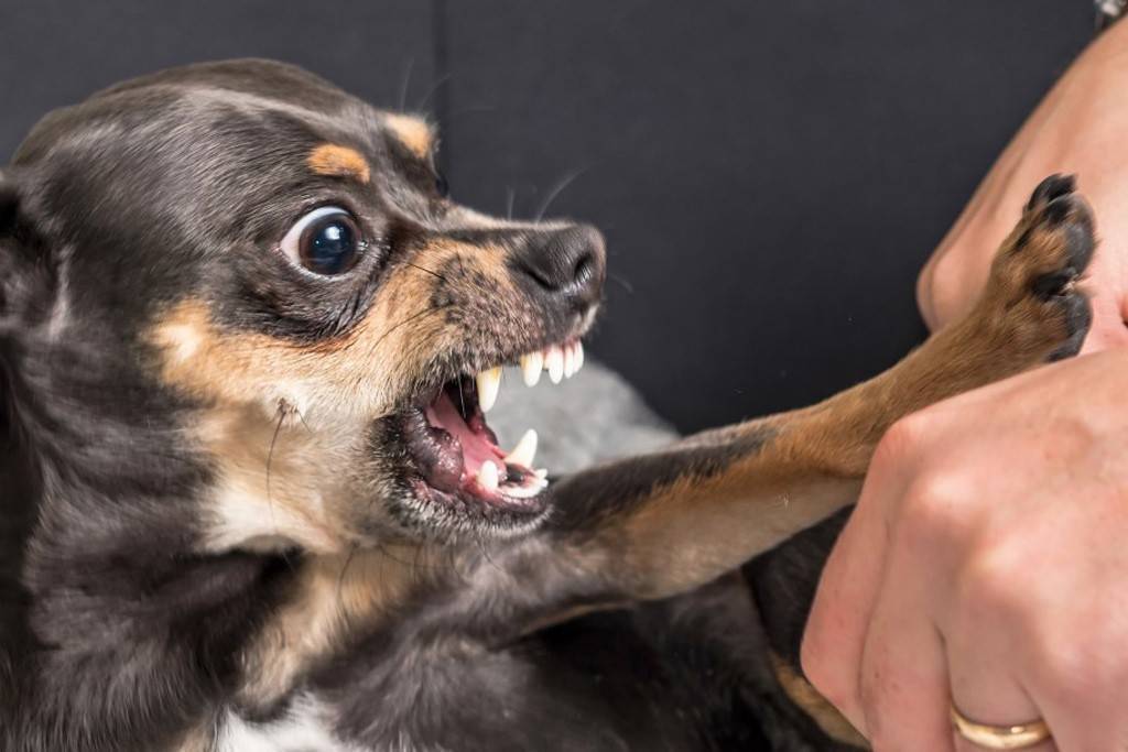 Каких запахов собака боится больше всего: средства отпугивания собак