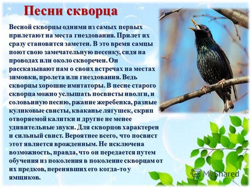Птица скворец. образ жизни и среда обитания скворца | живность.ру