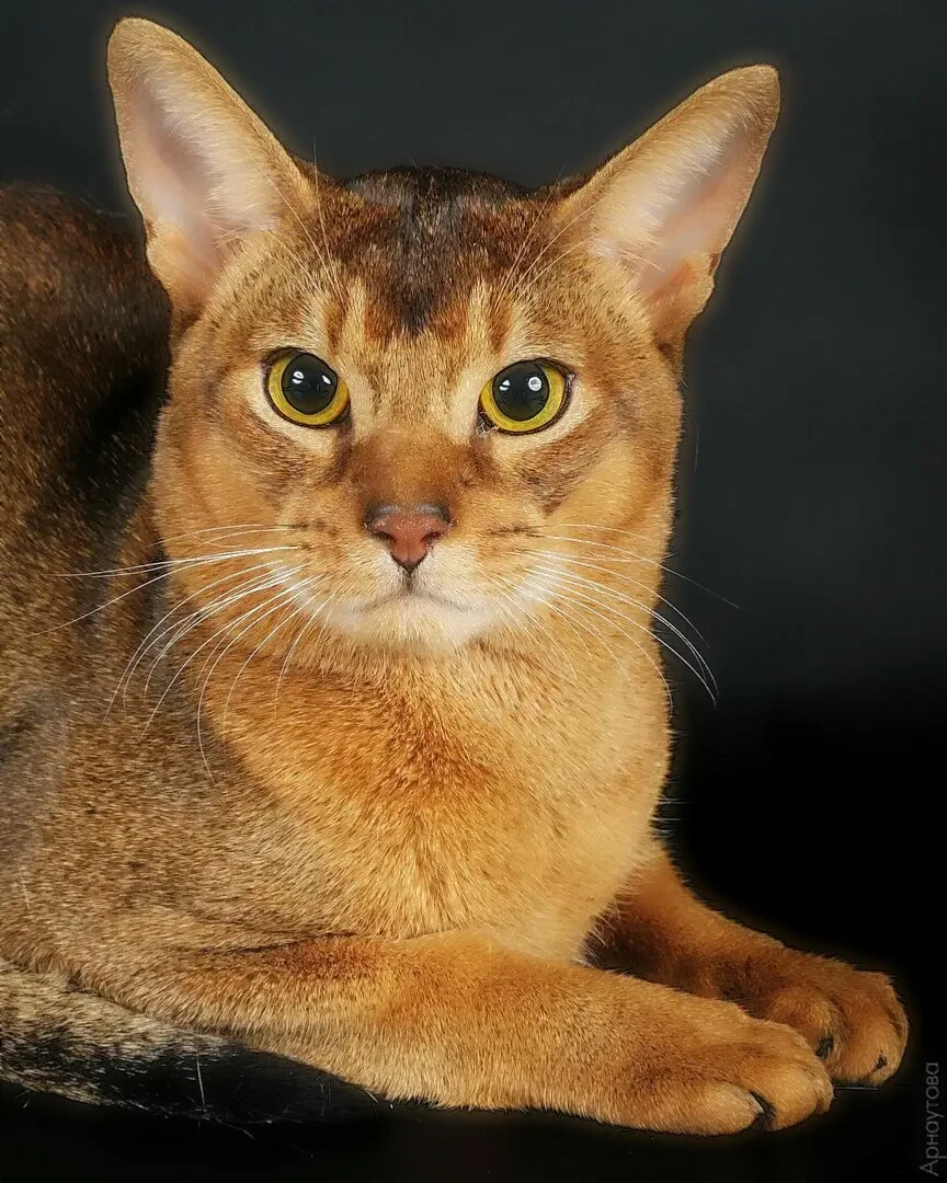 Абиссинская кошка: описание с фото, характер, содержание и уход