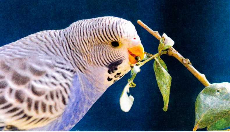 Температура тела волнистых попугаев -