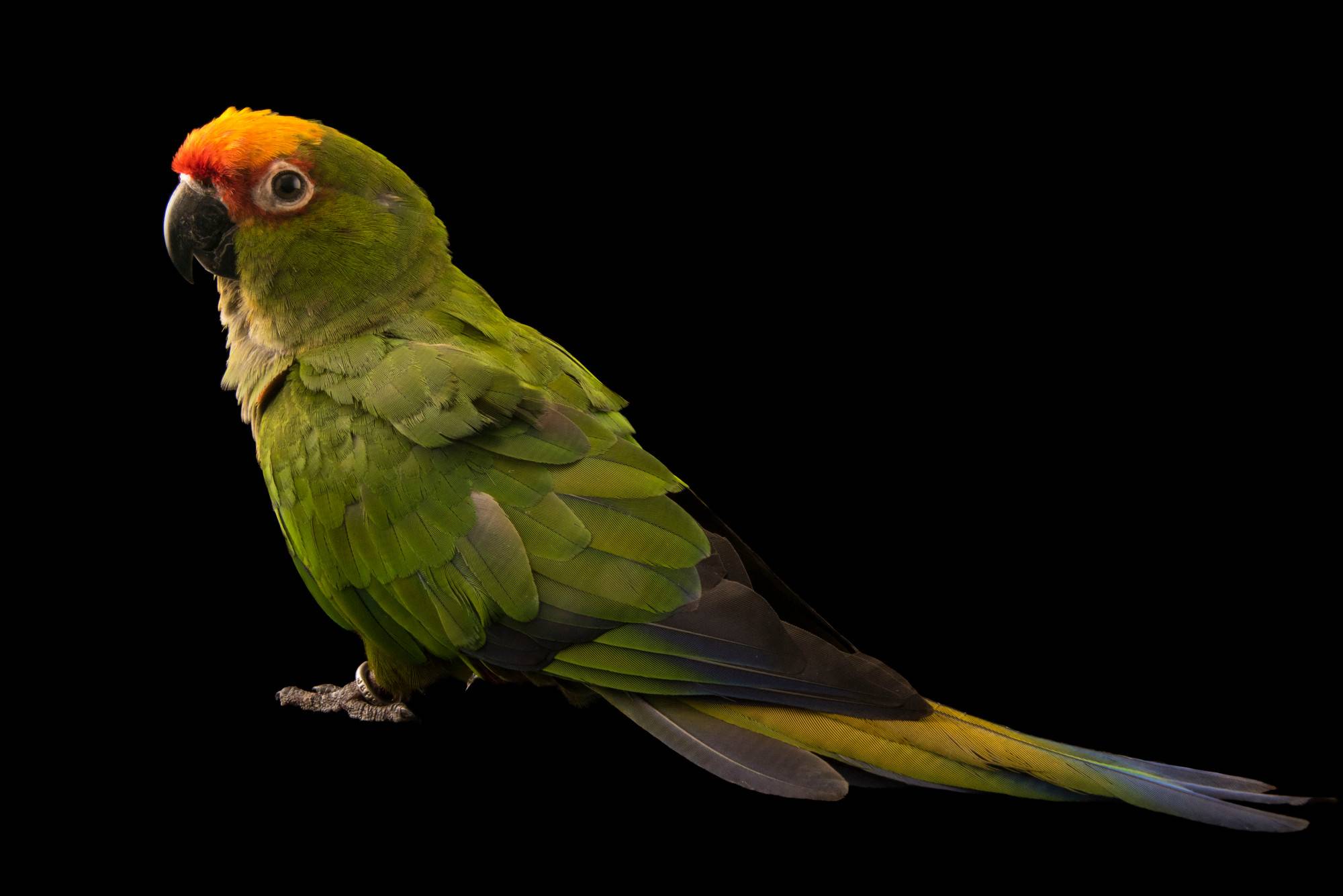 Виды средних попугаев: ожереловый, корелла, каик, лори и другие породы с фото