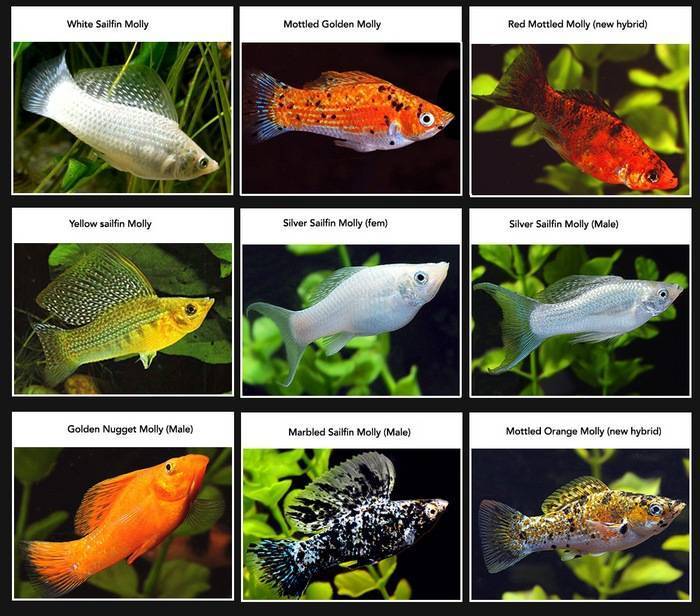 Как выбрать аквариум для рыбок
