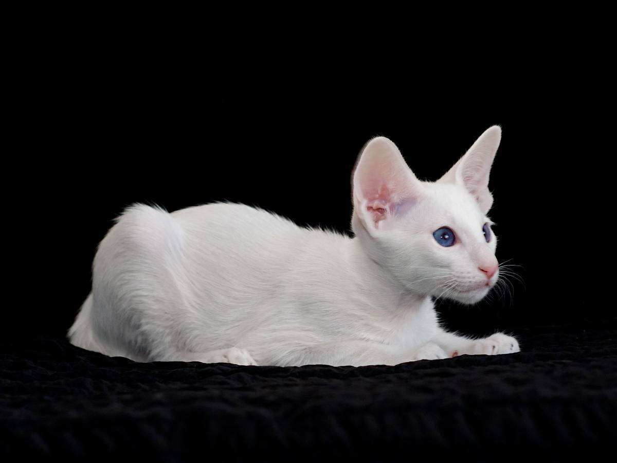 Форин вайт: описание породы и характера, фото | кот и кошка