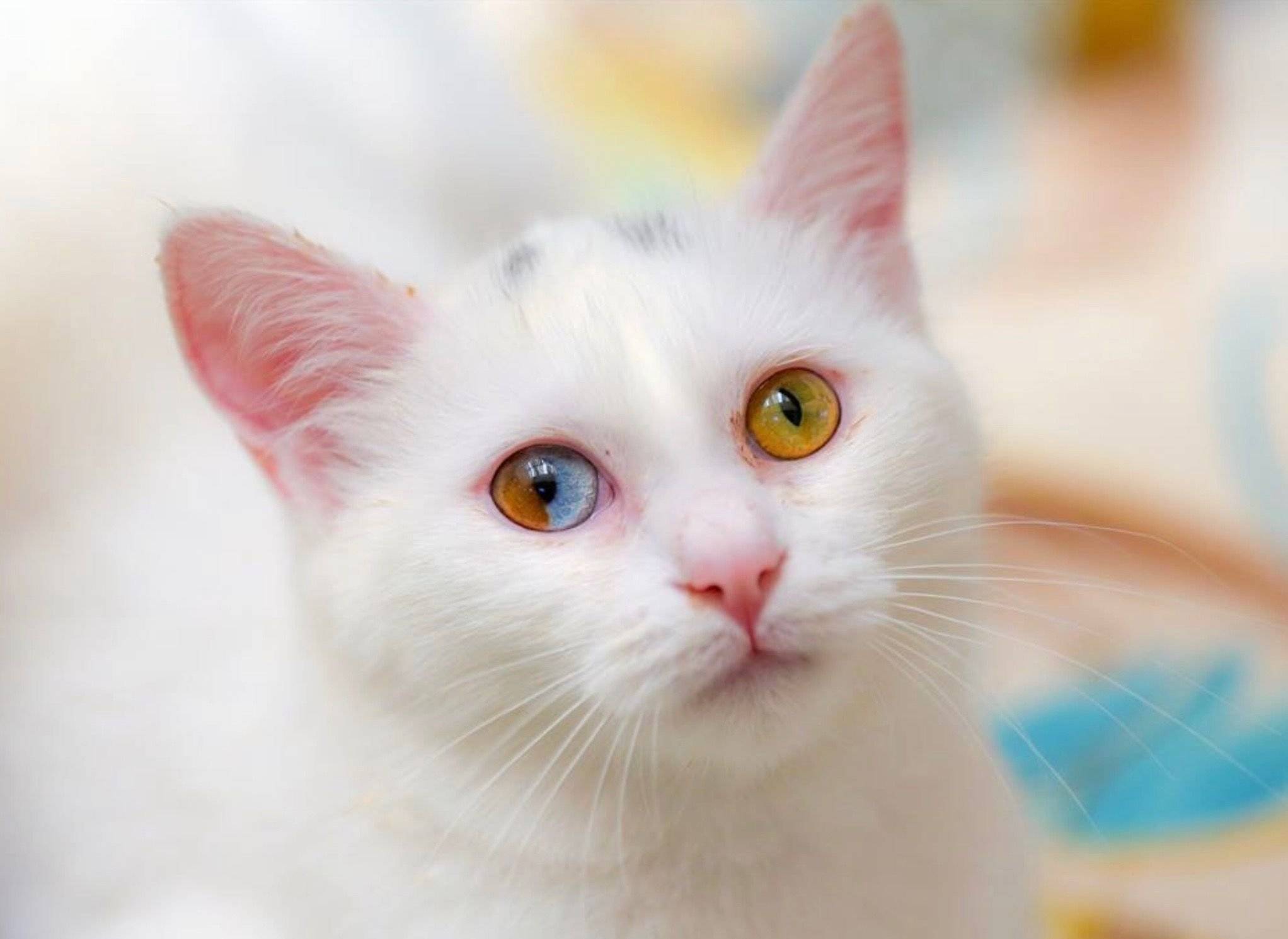 Разный цвет глаз у кошек. породы кошек с гетерохромией