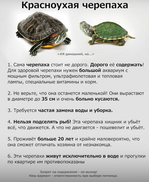 Красноухая черепаха: как ухаживать в домашних условиях и сколько живет