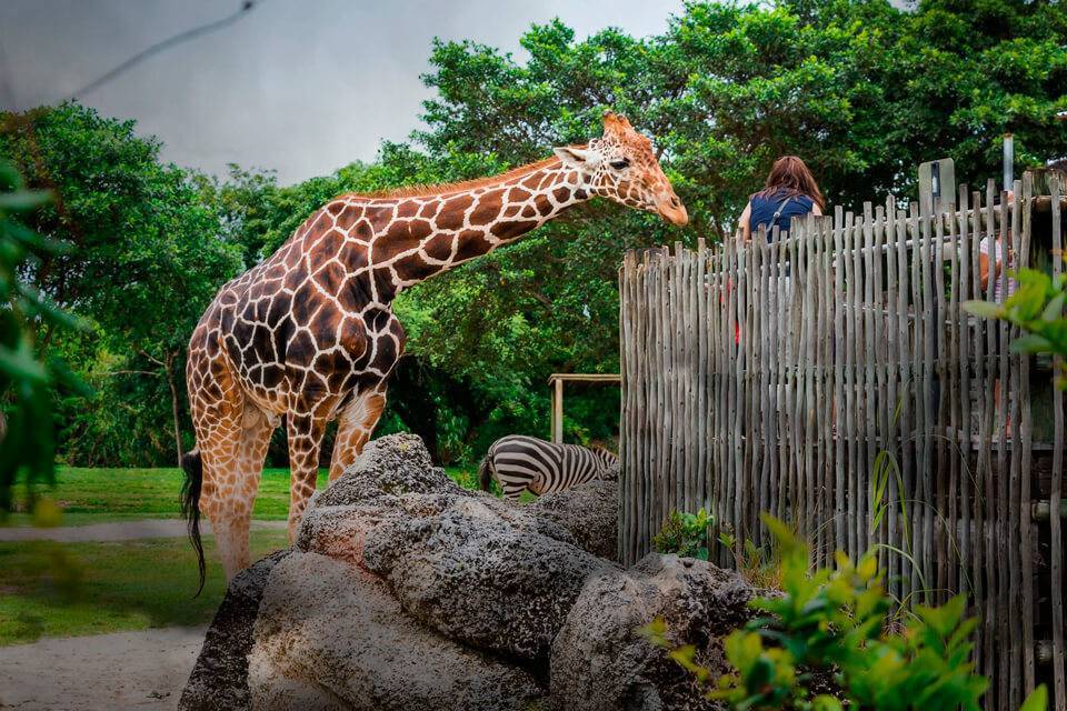 Самые удивительные зоопарки мира и их обитатели | gq россия