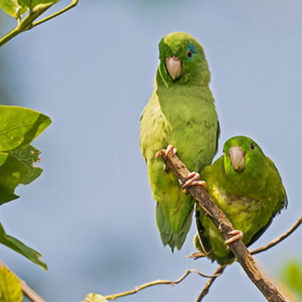 Воробьиный попугай — миниатюрный и тихий представитель попугаевых