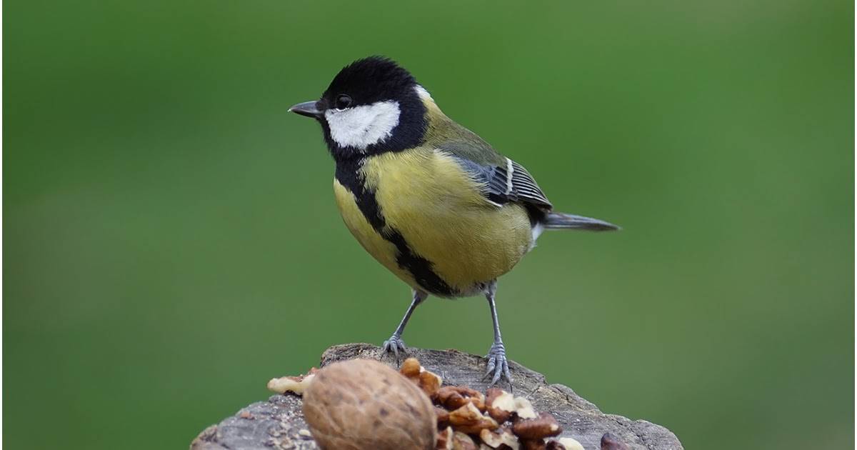 Птицы кубани. описание, названия, виды и фото птиц