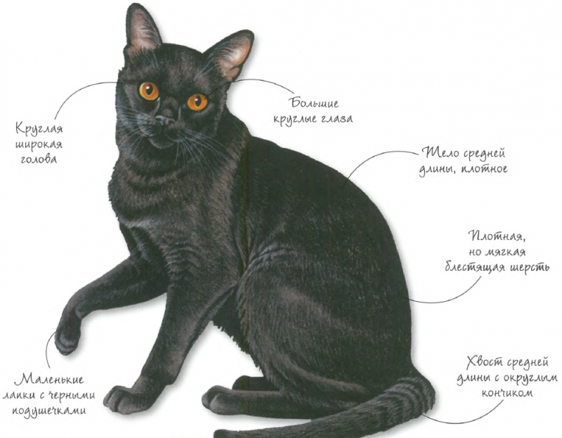 Бомбейская кошка: история, характер, внешний вид, уход, здоровье и цена