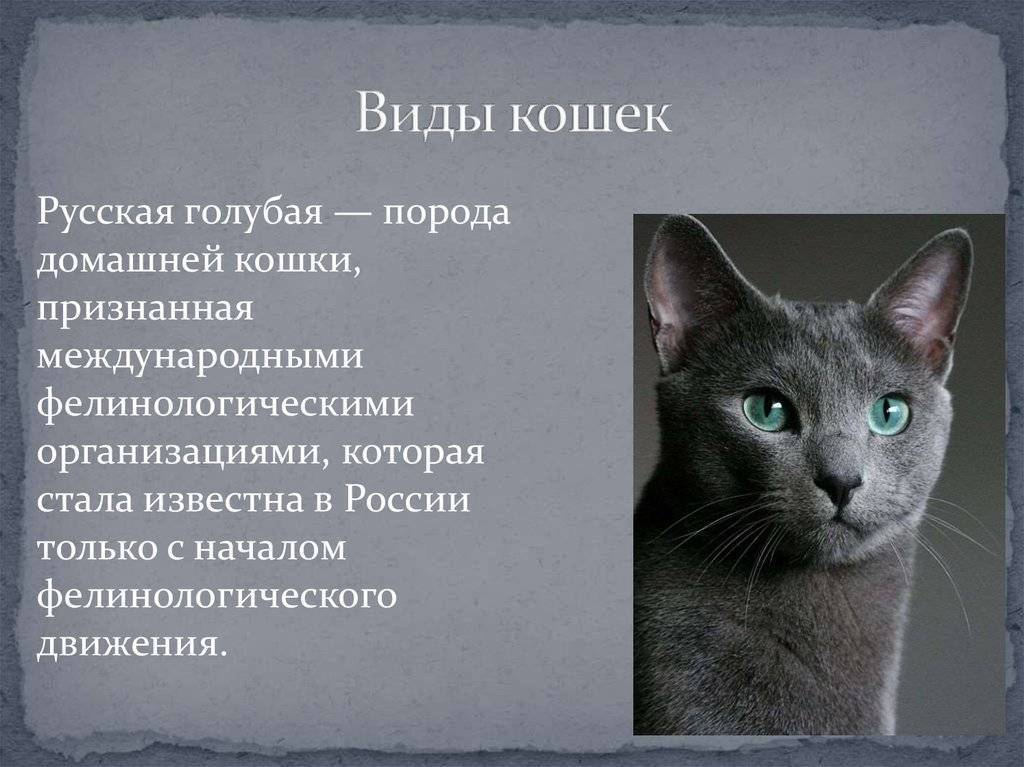 Порода кошки русская голубая кошка: характеристики, фото, характер, правила ухода и содержания - petstory