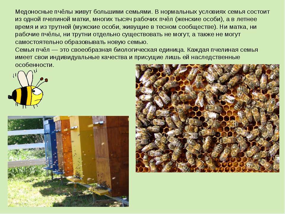 Сколько живут пчелы — особенности жизни насекомых