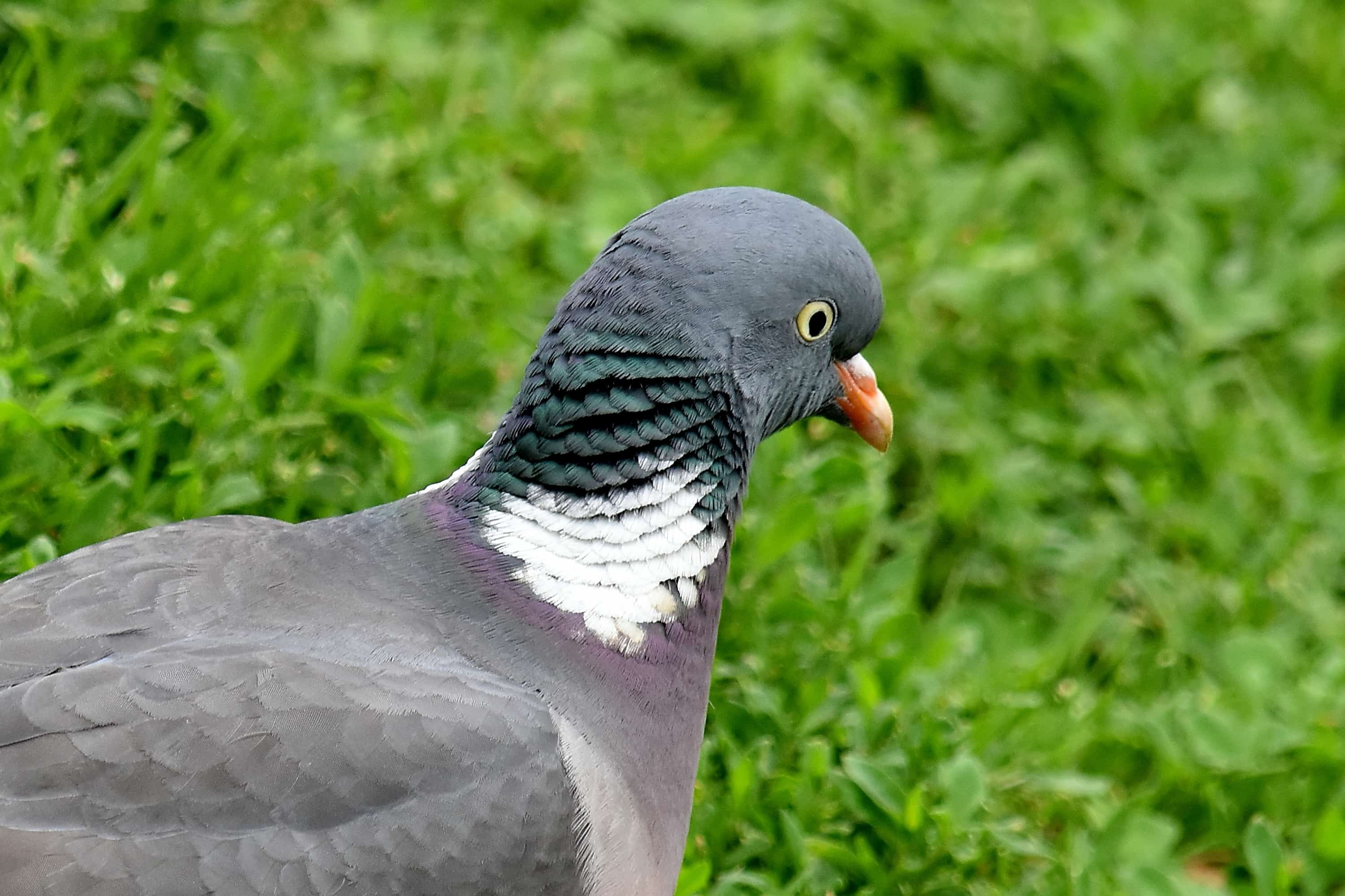 Рекомендации, чем кормить уличных голубей, особенности разведения голубей в домашних условиях