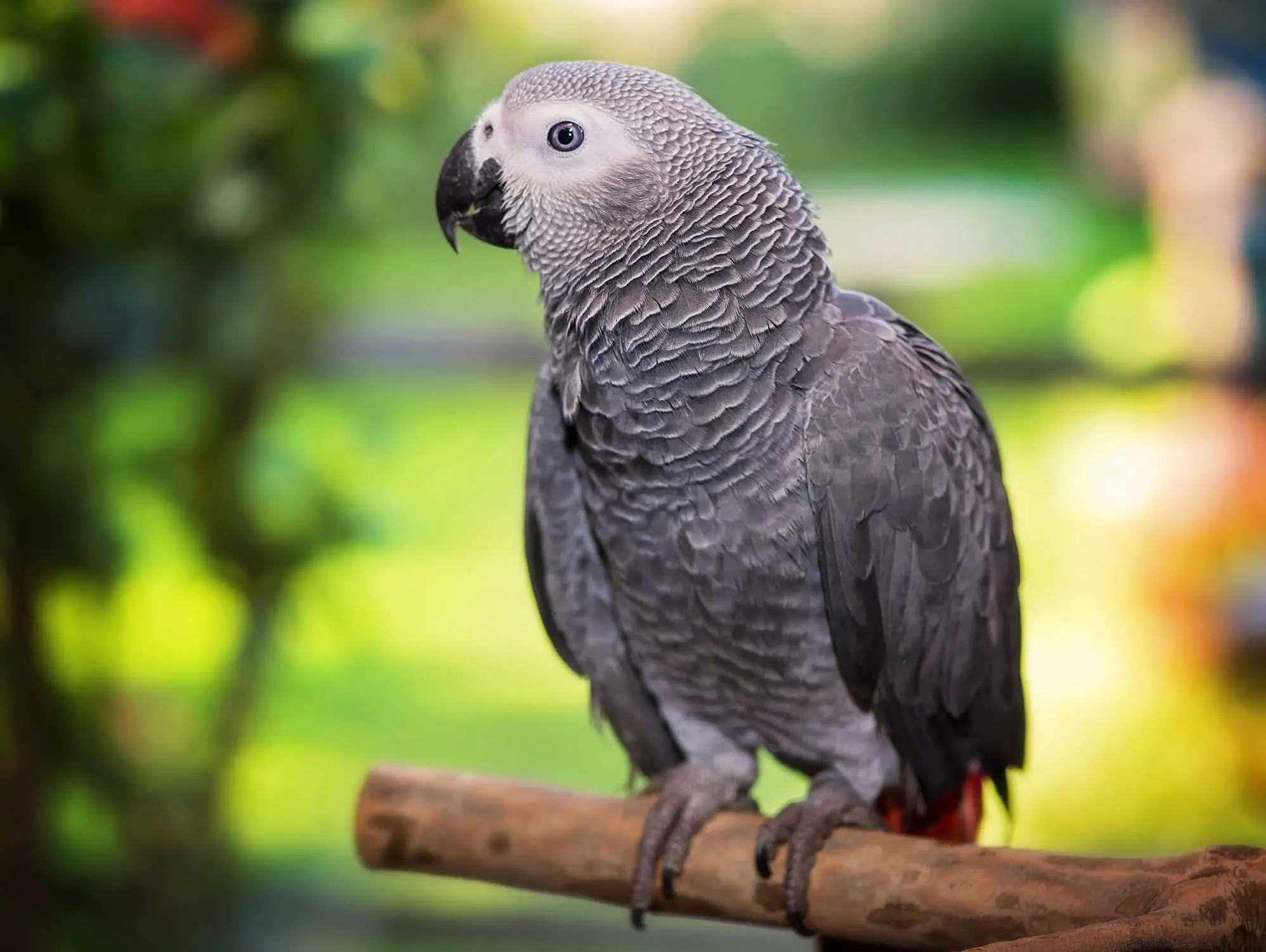 Жако или африканский серый попугай