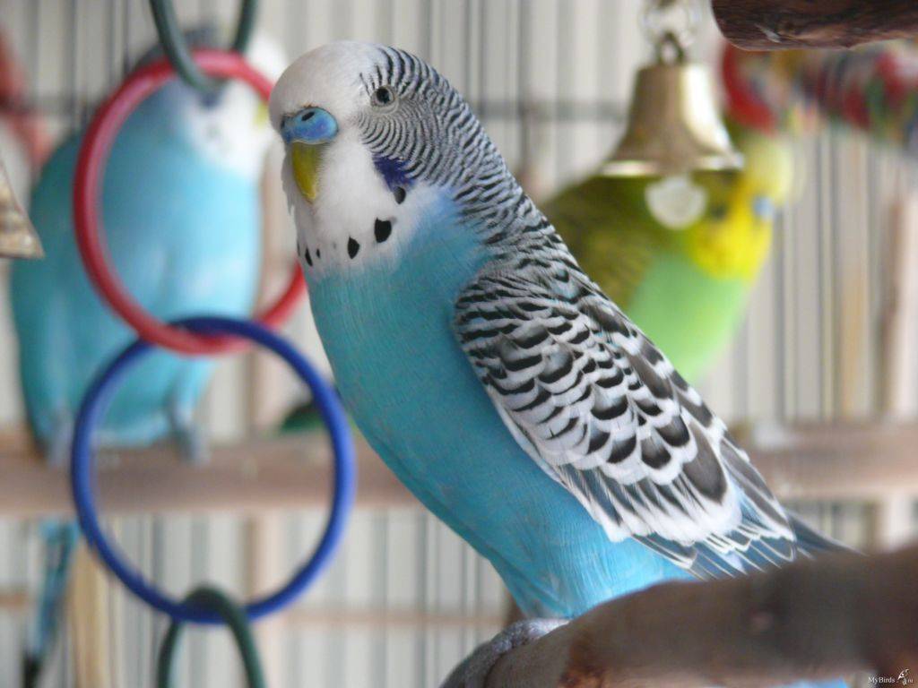 Сколько живут волнистые попугаи в домашних условиях?