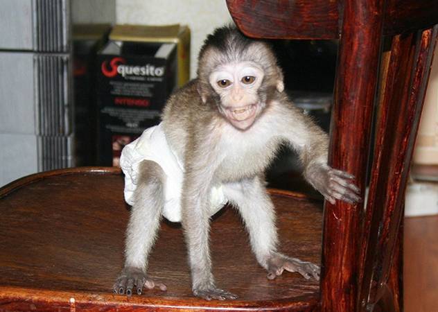 Как ухаживать за обезьянками в домашних условиях? - все про питомцев