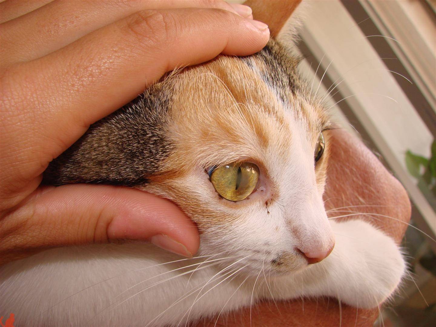 Слезотечение у кошек и собак: причины и лечение заболевания | евровет