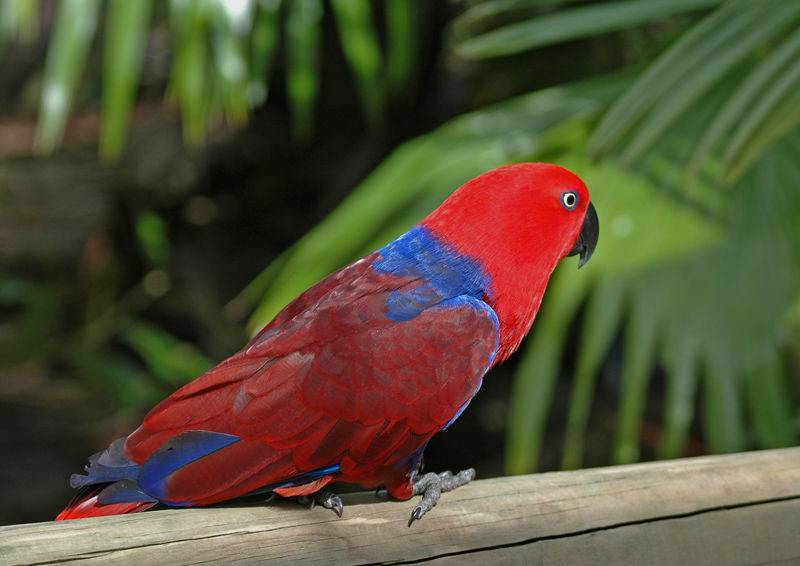 Благородный попугай эклектус — подвиды, уход и содержание