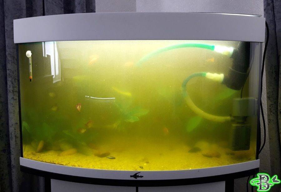 Почему мутнеет вода в аквариуме с рыбками и как с этим бороться, как избавиться от запаха болота, каковы причины и как их устранить?