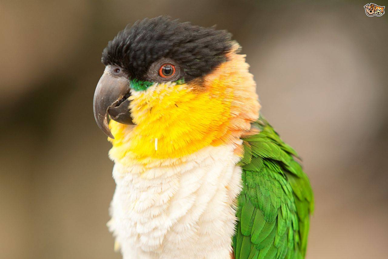 Говорящий попугай: лучшие виды и породы для обучения