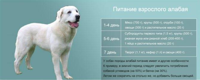Лабрадор-ретривер - порода собак - информация и особенностях | хиллс