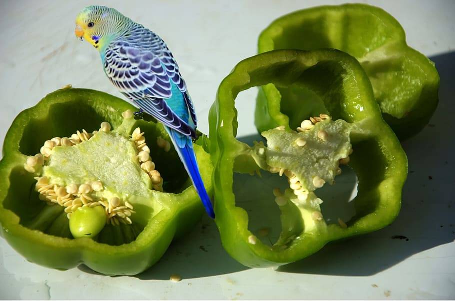 Чем кормить попугая
