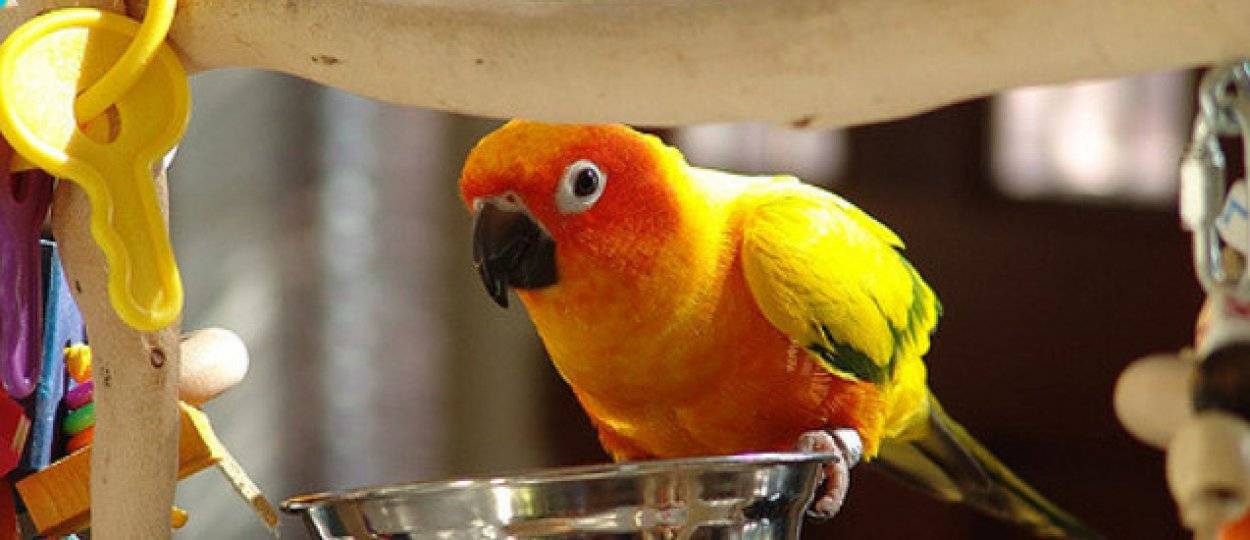 [новое исследование] можно ли попугаю семечки: жареные и сирые, тыквенные и подсолнуха?