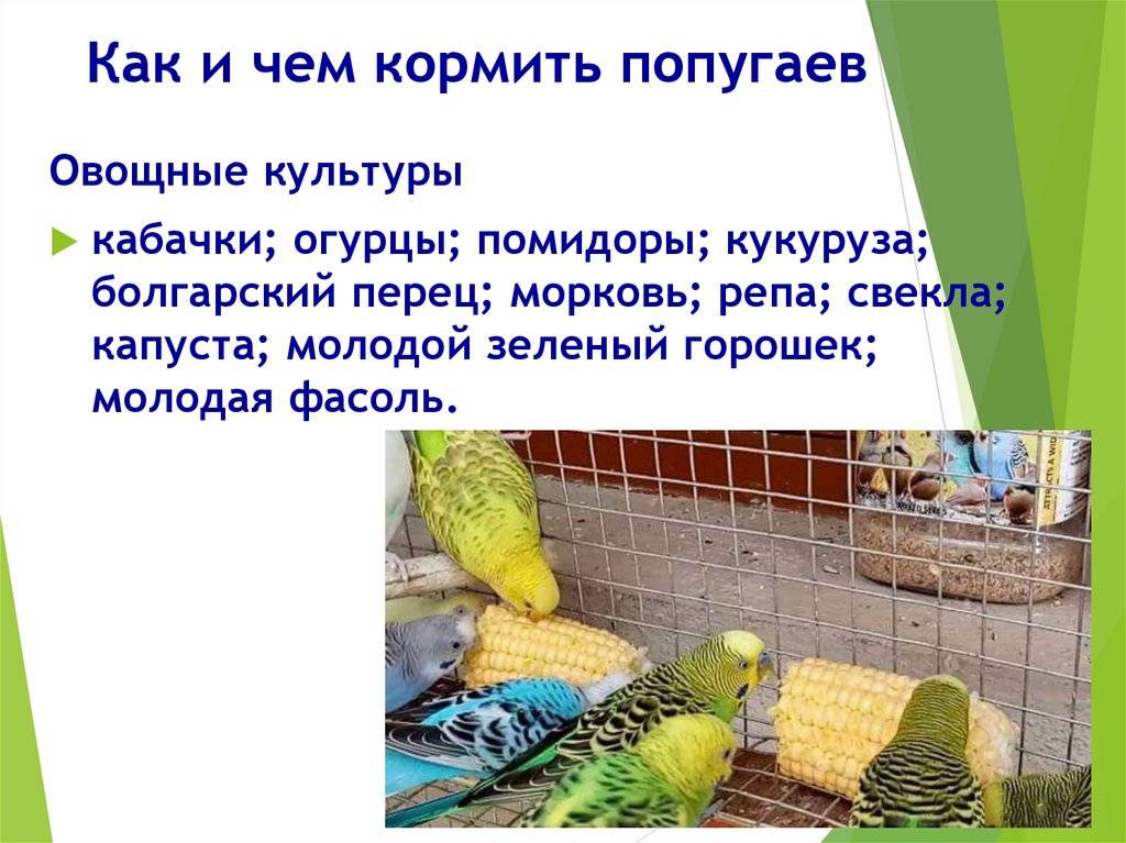 Чем кормить волнистого попугая в домашних условиях - сколько корма ему нужно