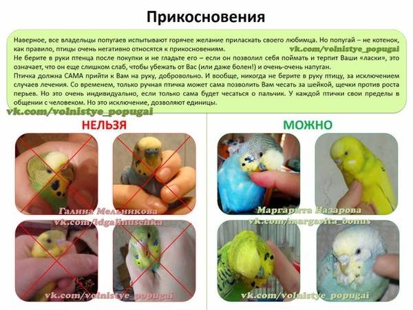 Как правильно составить рацион для волнистых попугаев?