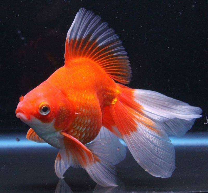 Золотые рыбки: история, уход и содержание, размножение - aqua-tropica.ru