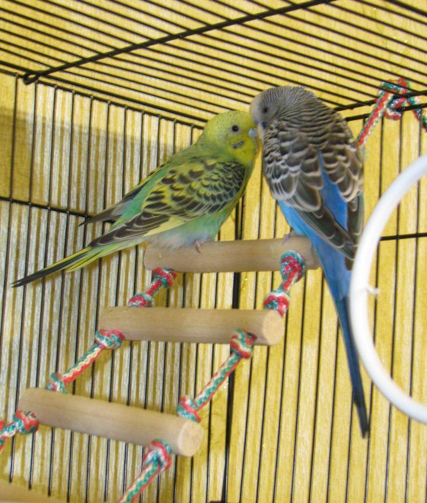 Клички для попугаев: имена для попугаев мальчиков и девочек