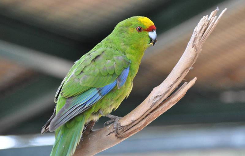 Попугай какарик или новозеландский прыгающий попугайчик