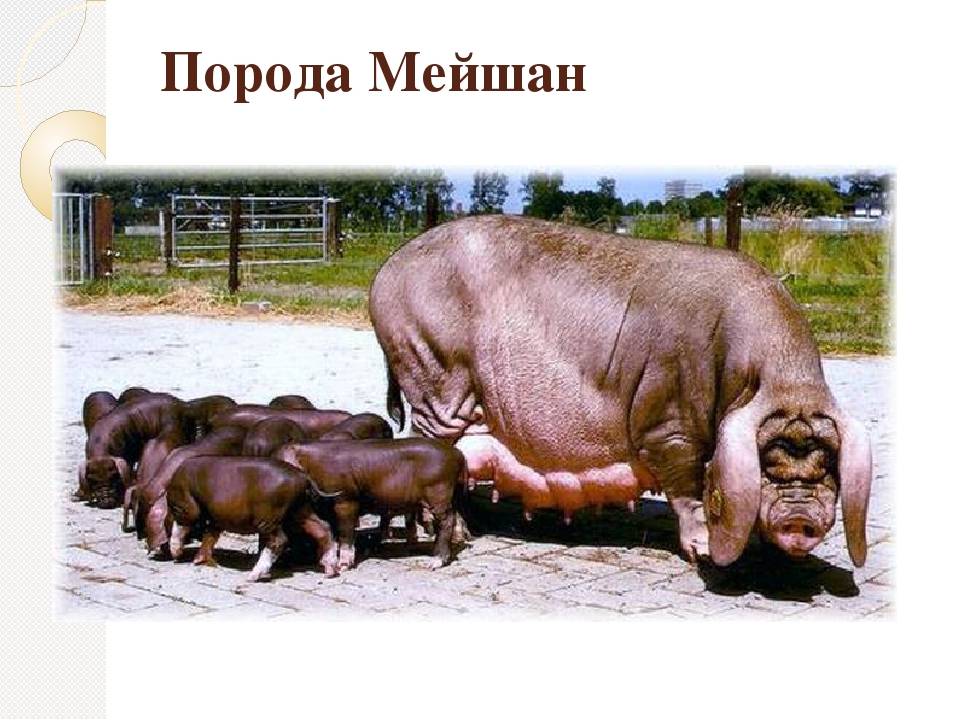 Сальные породы свиней: описание, фото, характеристики