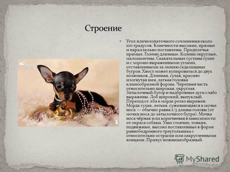 Той-терьер русский: всё, что нужно знать об этой породе собак от а до я