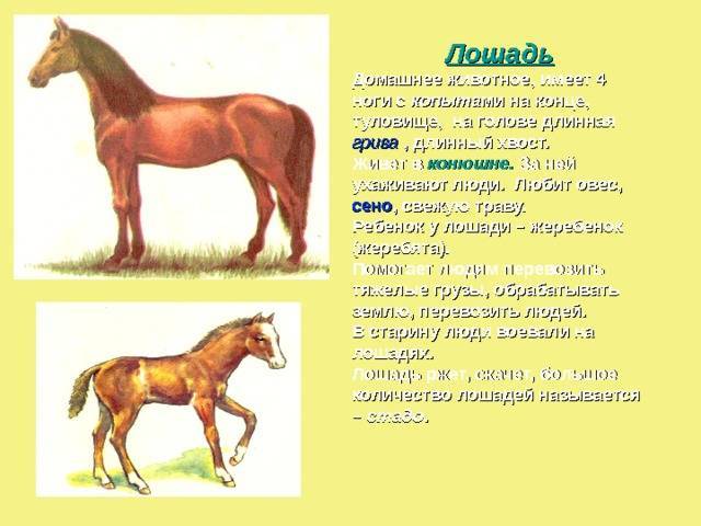 Лошадь пржевальского. описание, особенности, виды, образ жизни и среда обитания животного | живность.ру