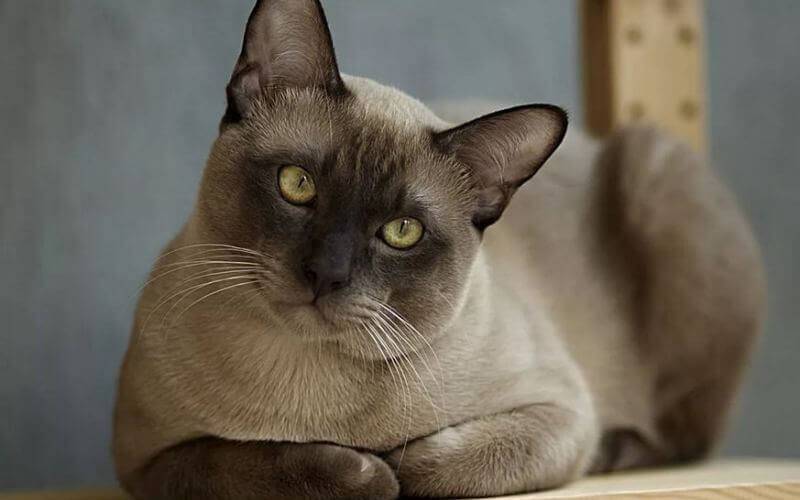 Тонкинская кошка — описание породы, особенности внешности и характеристика породы (85 фото)