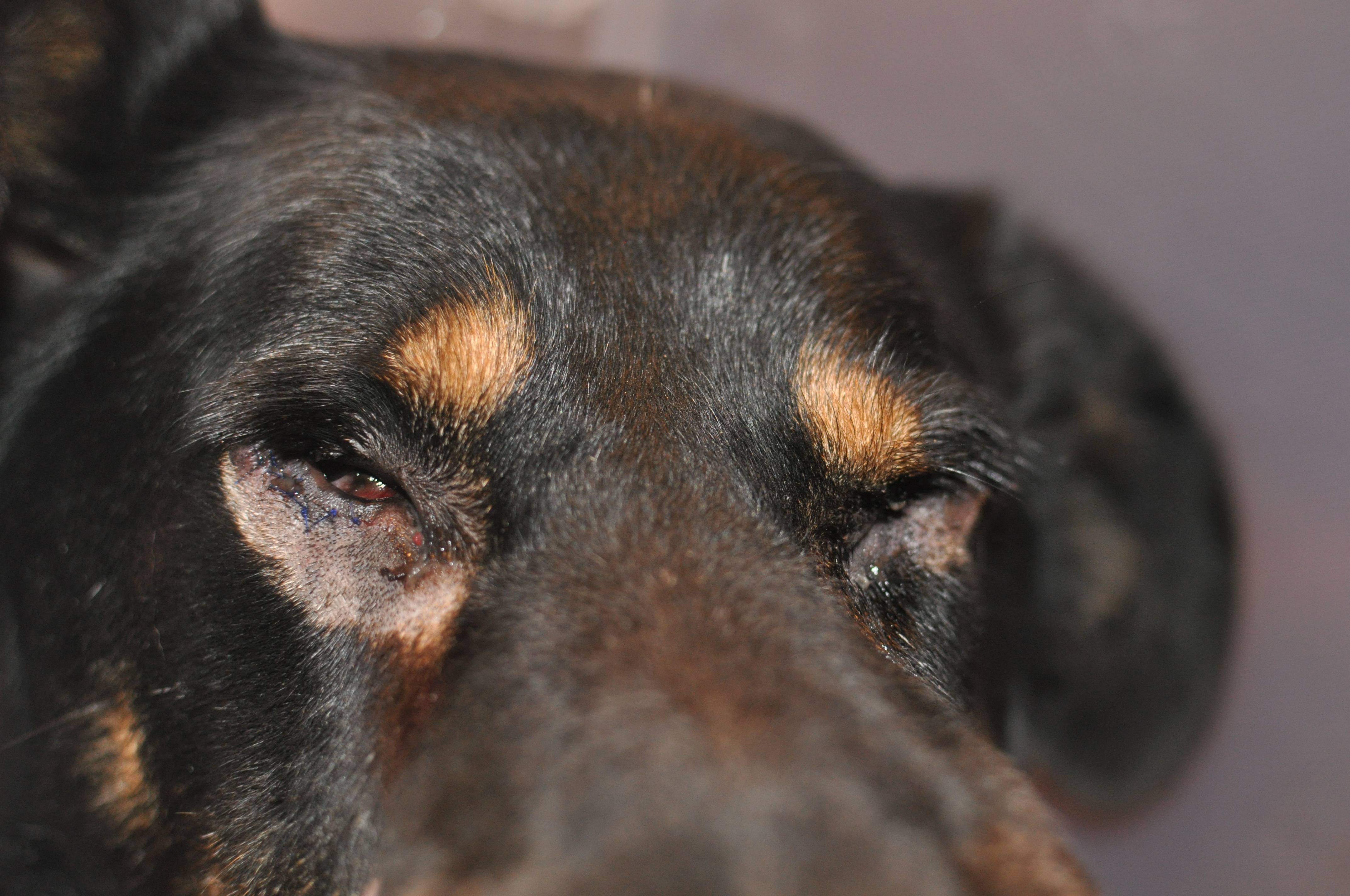 Панлейкопения у собаки - симптомы и лечение чумки