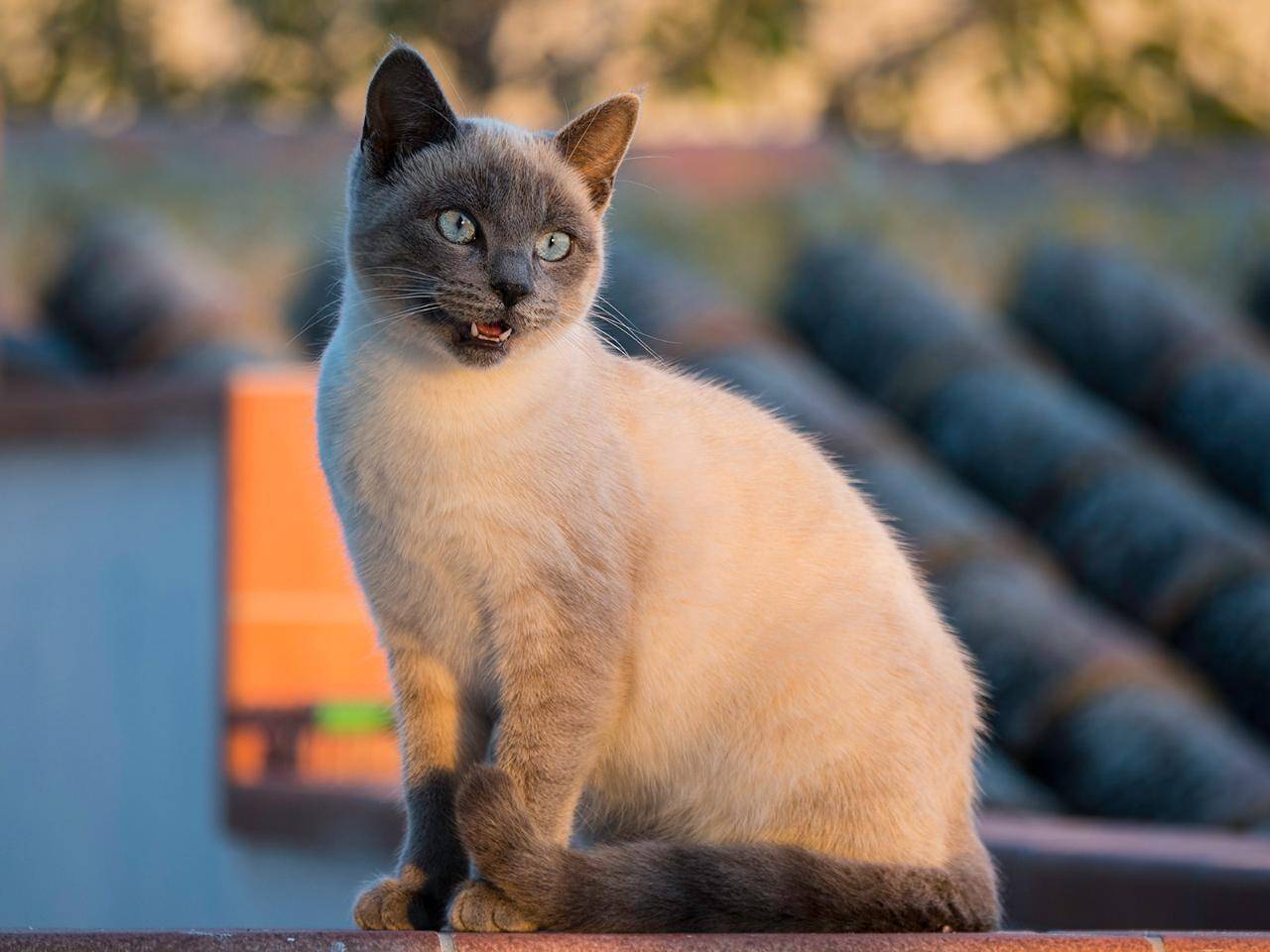 Почему тайская кошка считается идеальным питомцем - мир кошек