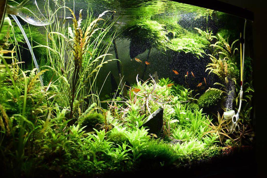 Выращивание комнатных растений без воды в аквариуме
