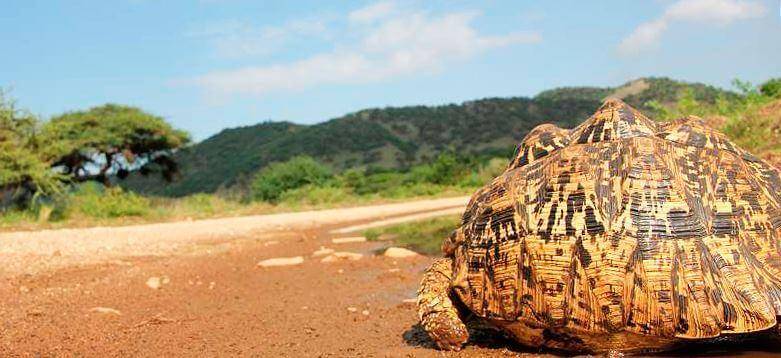 Оливковая черепаха – фото, описание, ареал, питание, размножение, враги
