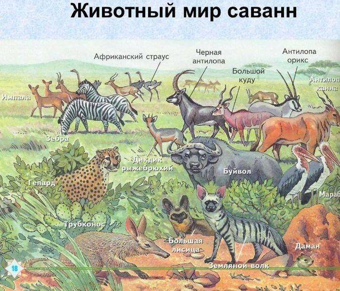 Животные африки. описание и названия животных африки | живность.ру