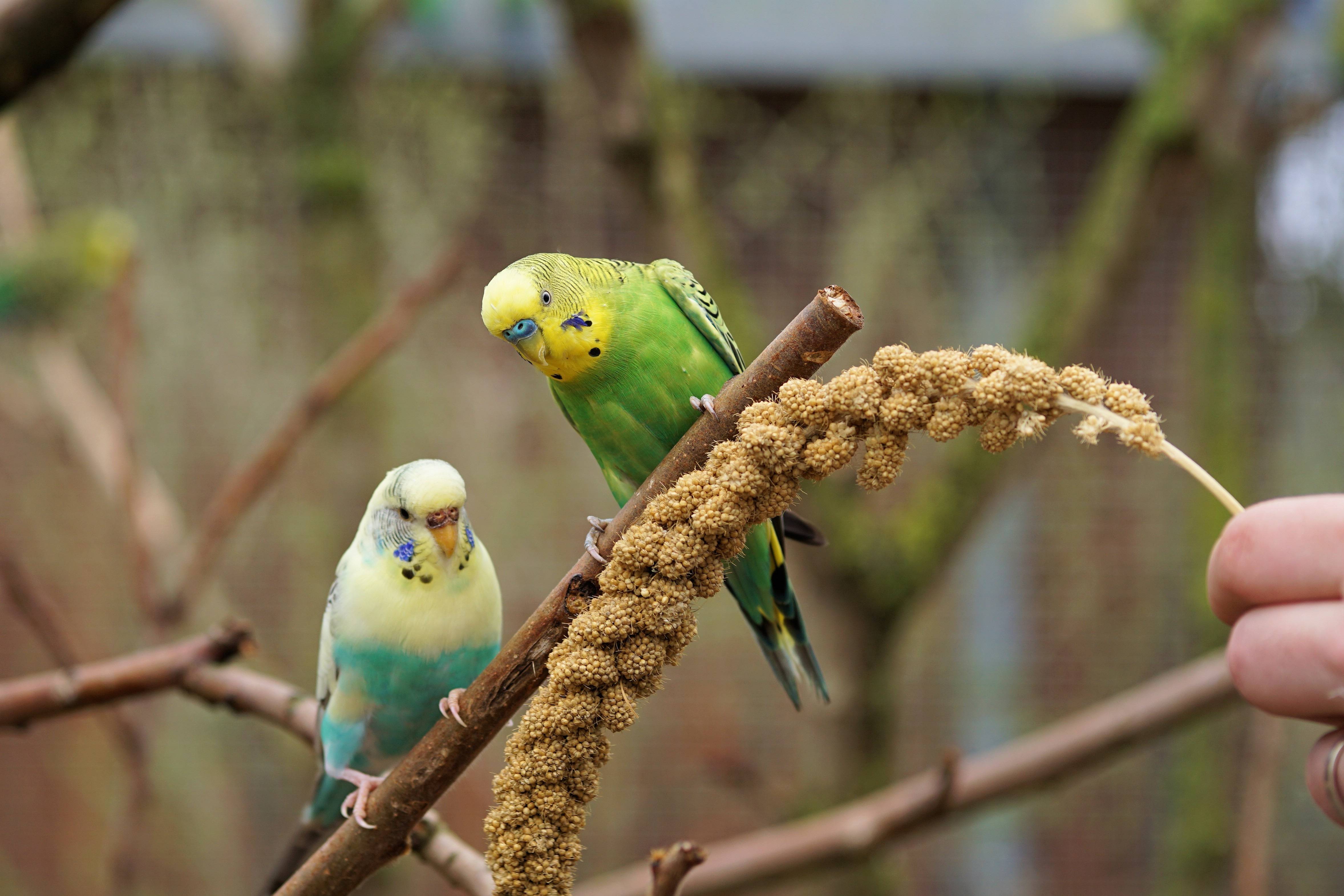 Фото волнистых попугаев