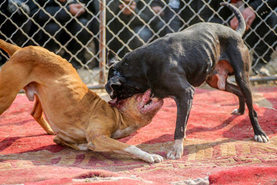 Какие породы собак побеждают в боях
