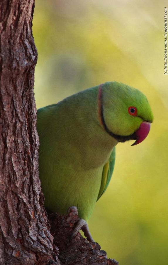 Ожереловый попугай: лёгкий характер и хорошая приручаемость