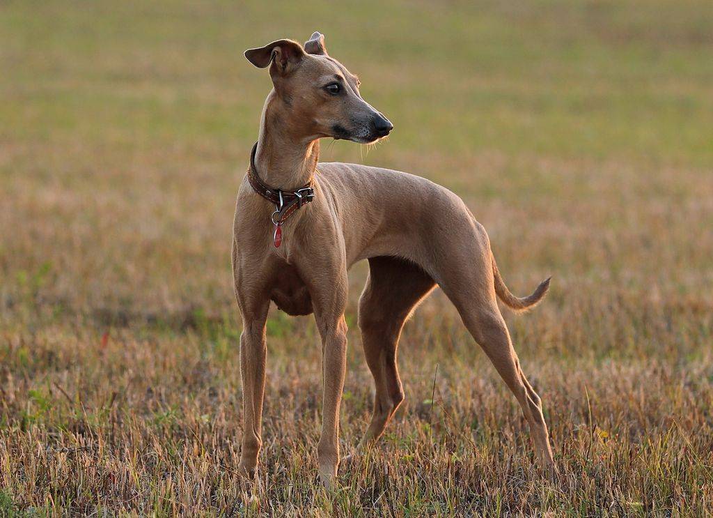 Собака породы левретка: характеристика и описание