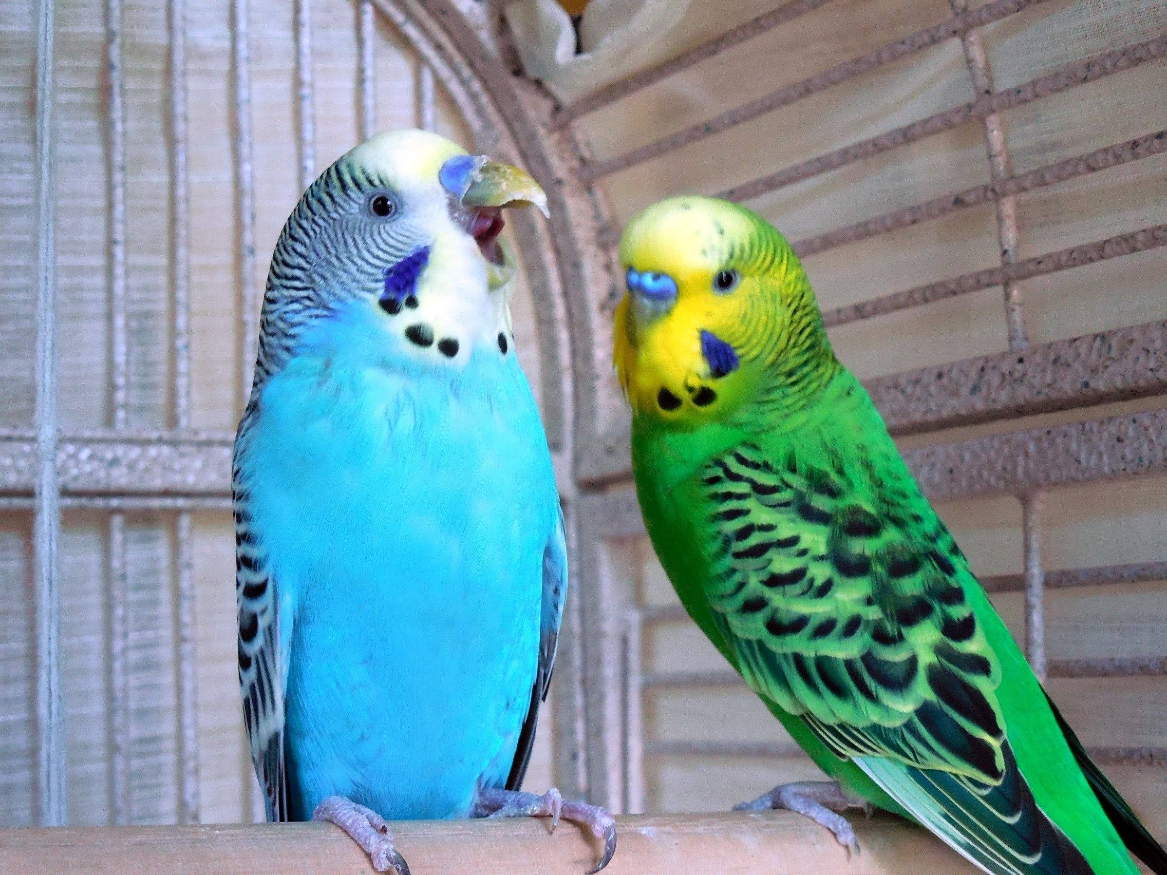 Почему волнистые попугаи дерутся между собой и что делать?